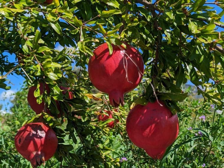 punica-granatum-hydraner-kiemezy-group