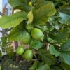 Plusieurs limes de Tahiti, vertes, sur l'arbre