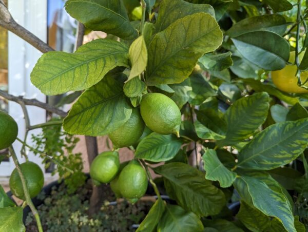 Plusieurs limes de Tahiti, vertes, sur l'arbre