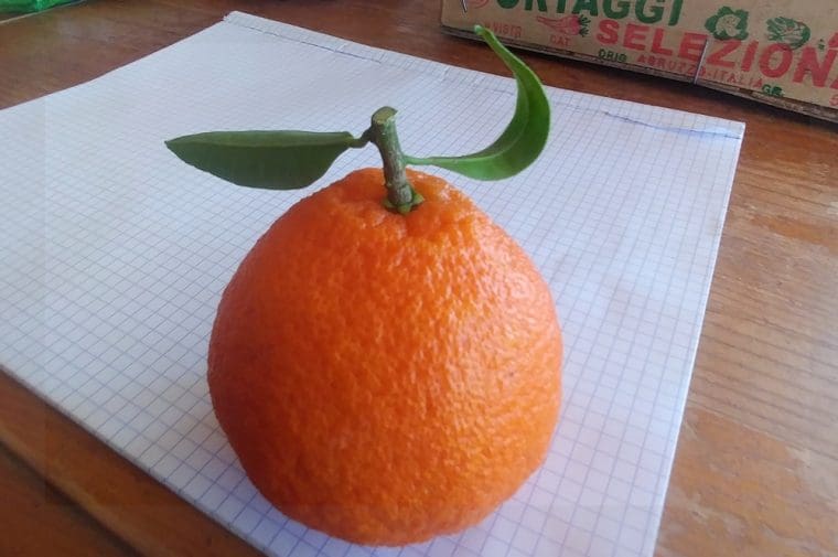 citrus-clementine-loretina