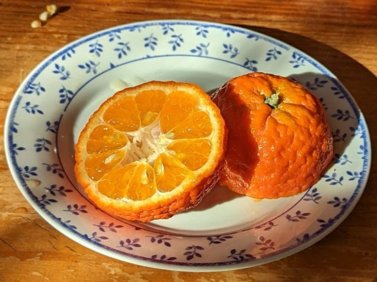 citrus-clementine-oronules