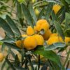 Pleins d'Eremoranges sur un arbre