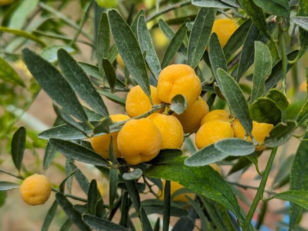 Pleins d'Eremoranges sur un arbre
