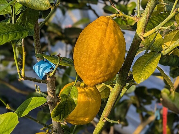 citrus-medica-corse-24-12
