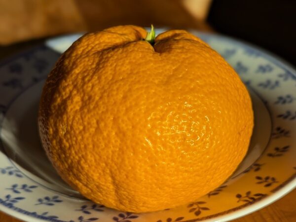 Satsuma « Brown Select » Une des meilleures mandarines japonaises, assez précoce