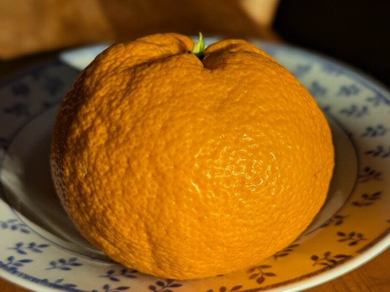 citrus-unshiu-brown-select-25-12 - Copie