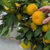 Grappe d'Iwasaki sur l'arbre