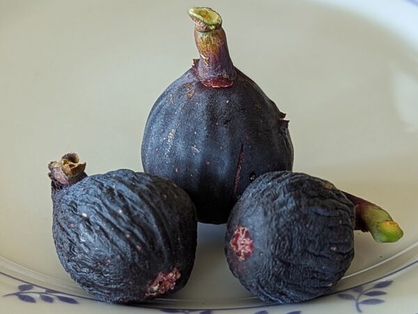 trois figues mûres d'un ficus carica black ischia sur une assiette