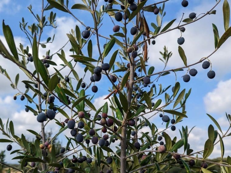 olives-noirs