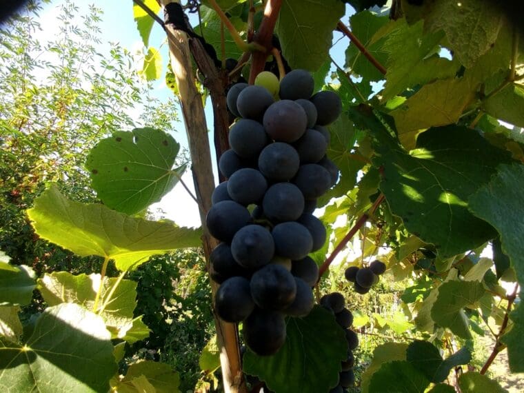 vitis-isabel-grappe