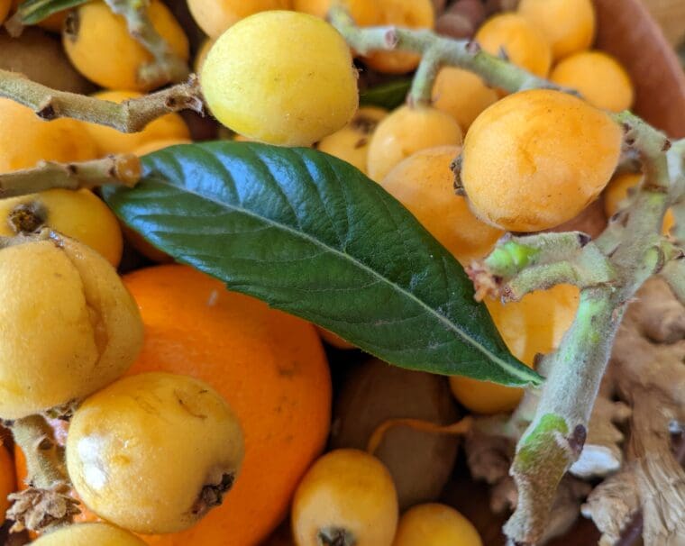 neflier-du-japon-fruits-semis