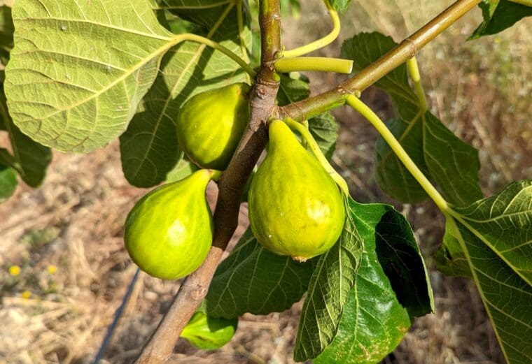 ficus-carica-st-pierre-et-paul-breba-22-6