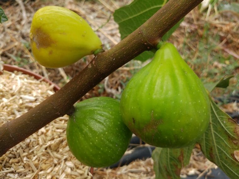 ficus-zuccherina