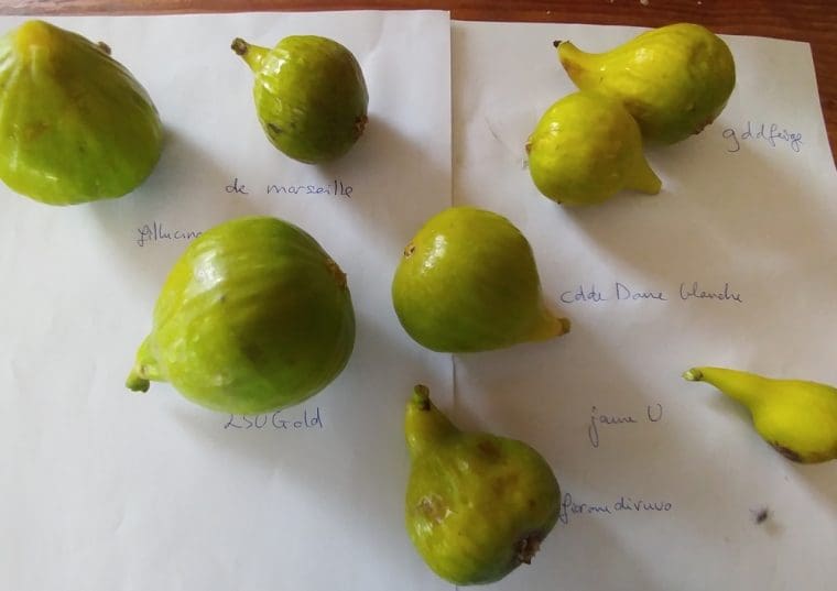 figues-blanches