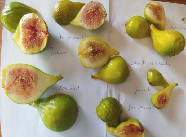 figues blanches