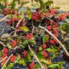 morus rubra - murier Mojoberry plein de fruits