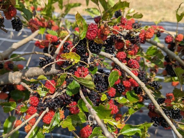 morus rubra - murier Mojoberry plein de fruits
