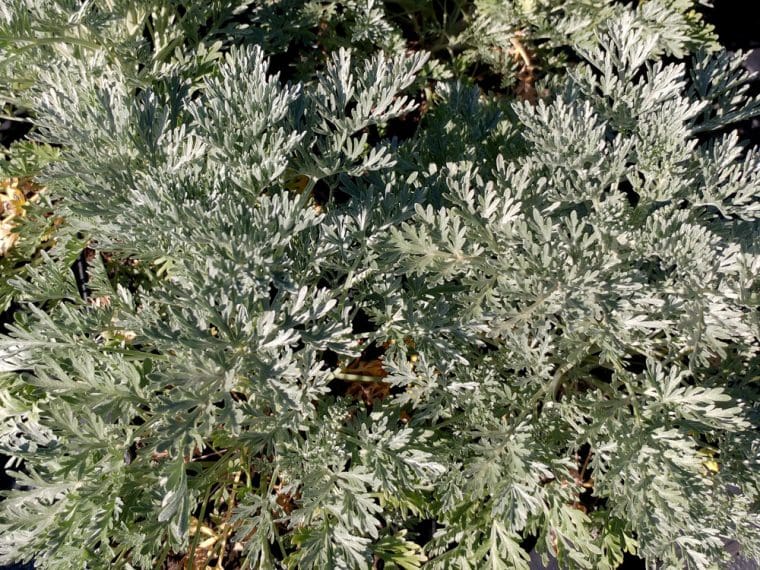 Artemisia-powis-castle