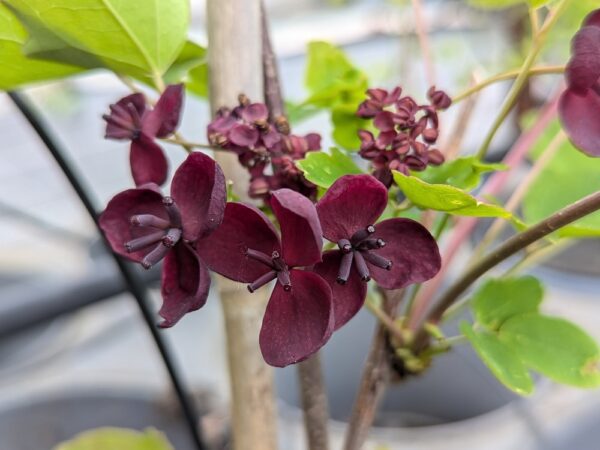 fleur d'akebia quinata ou vigne chocolat