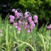 floraison d'allium cernuum, petites clochettes violettes