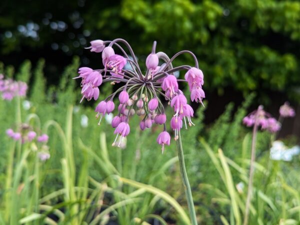 floraison d'allium cernuum, petites clochettes violettes