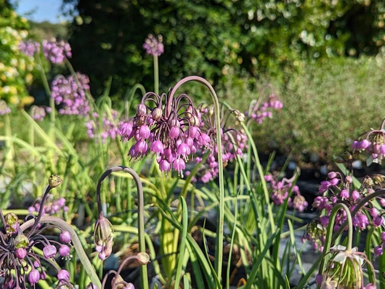 allium-cernuum-ladys-leek-23