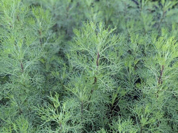 feuillage d'artemisia kola, très odorant