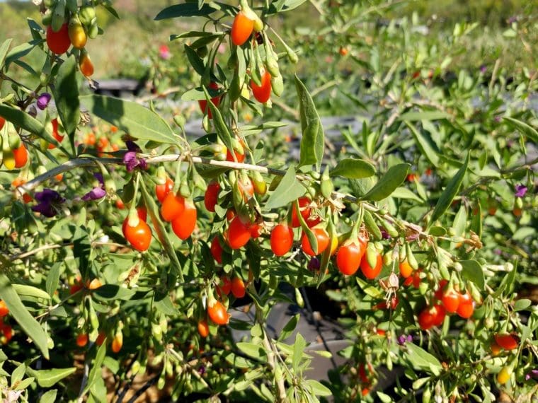 goji-XXL