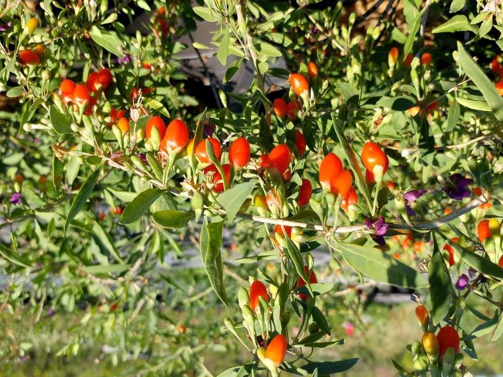 Baie de Goji barbarum - Achat direct au producteur