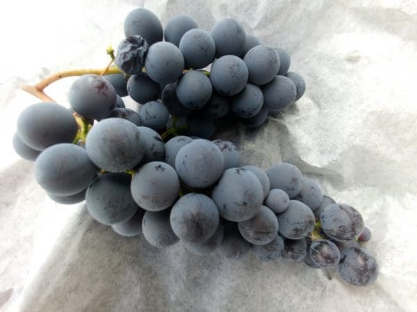 Vigne résistant Alden