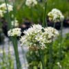 allium odorum, ciboule de Chine avec fleurs blanches