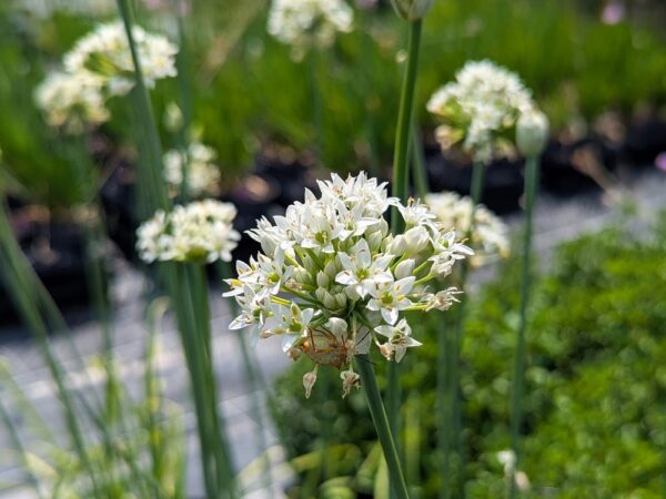 allium odorum, ciboule de Chine avec fleurs blanches