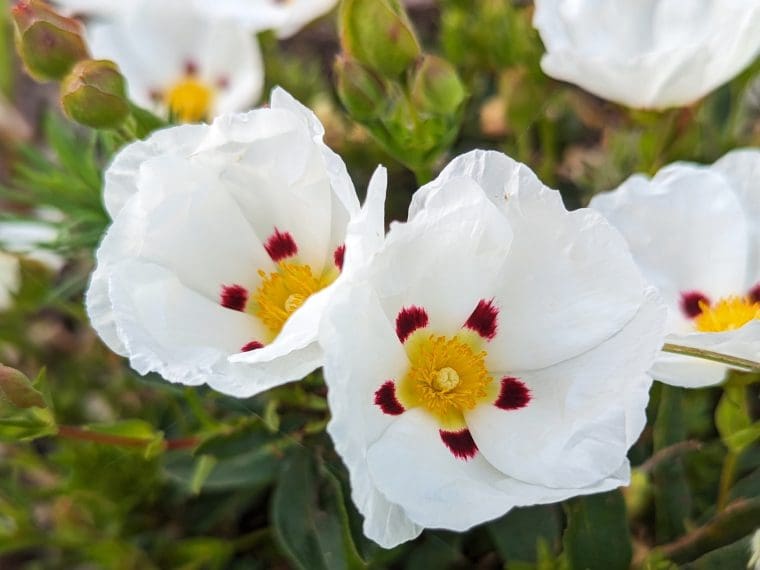 cistus-loretti-butte-254-5