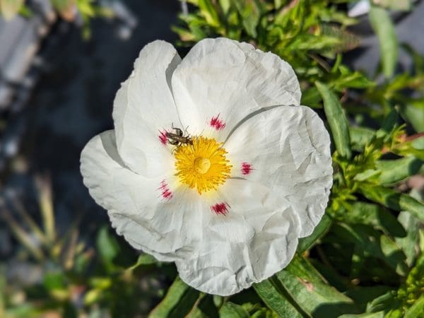 CISTE LORETTI