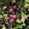 Pomme à chair rouge, un peu acidulé, mûr en août
