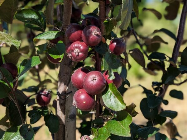 Pomme à chair rouge, un peu acidulé, mûr en août