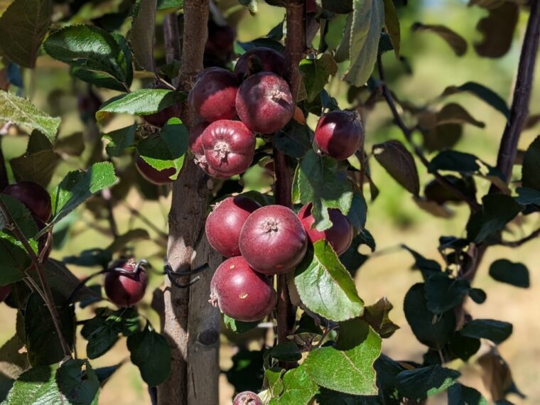 malus-sirena-love-26-5