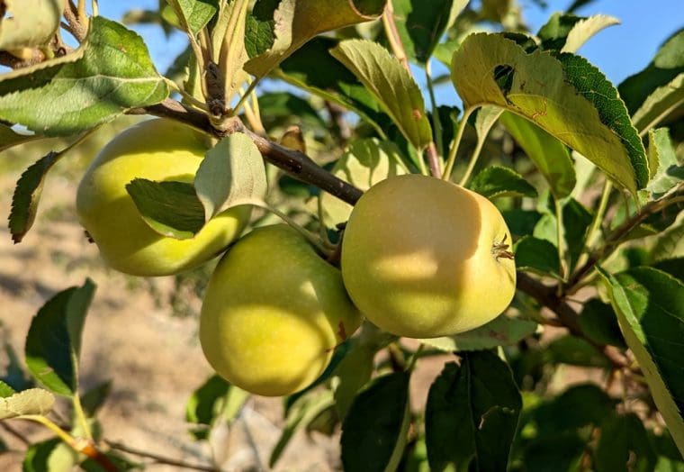 malus-vert-rose-8-22