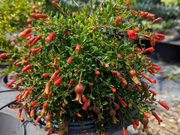 grenadier à fleurs nains en pot punica granatum nana gracilissima