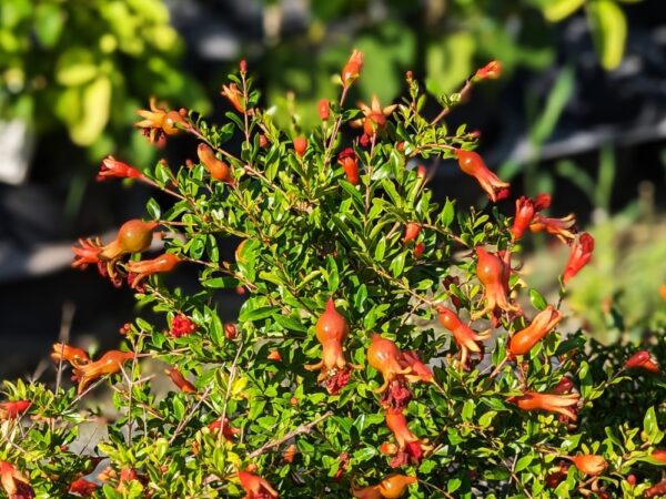 grenadier à fleurs nains en pot punica granatum nana gracilissima