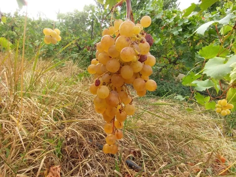 vitis-elisabeth-21