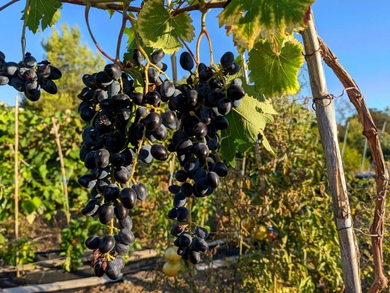 vitis-damaris