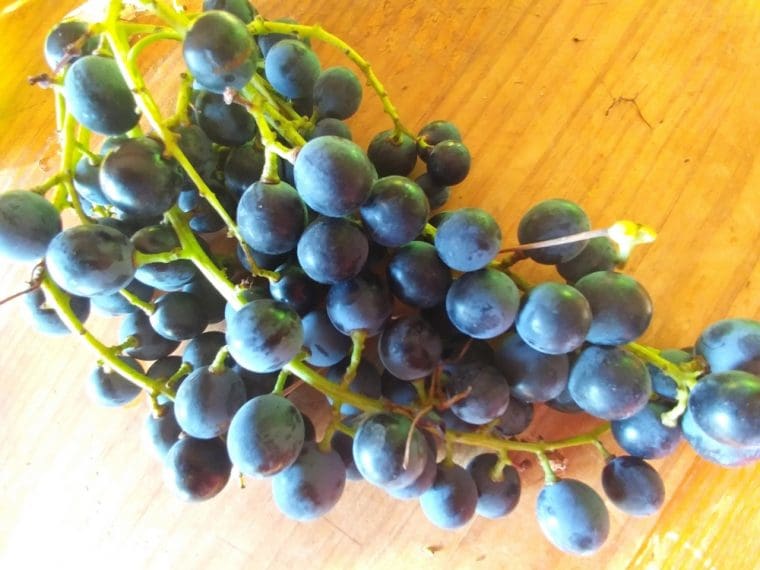 vitis-muscat-garnier-21-8-15