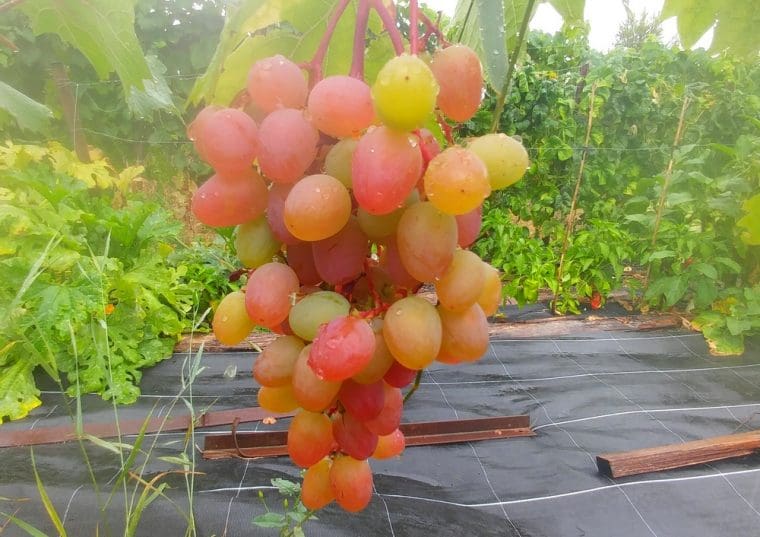vitis-zemira-21-8