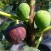 Sal's fig