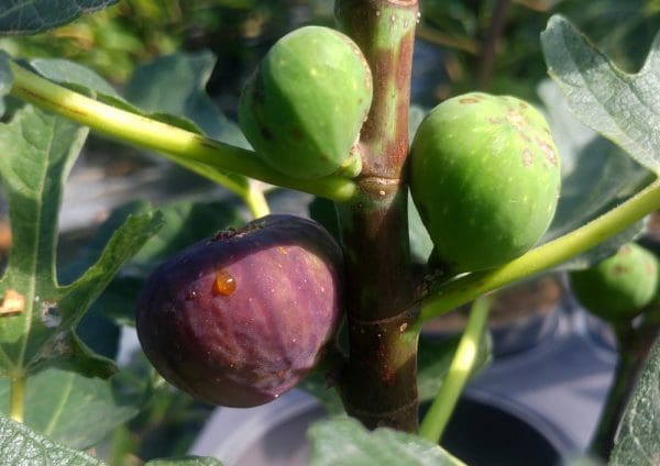 Sal's fig