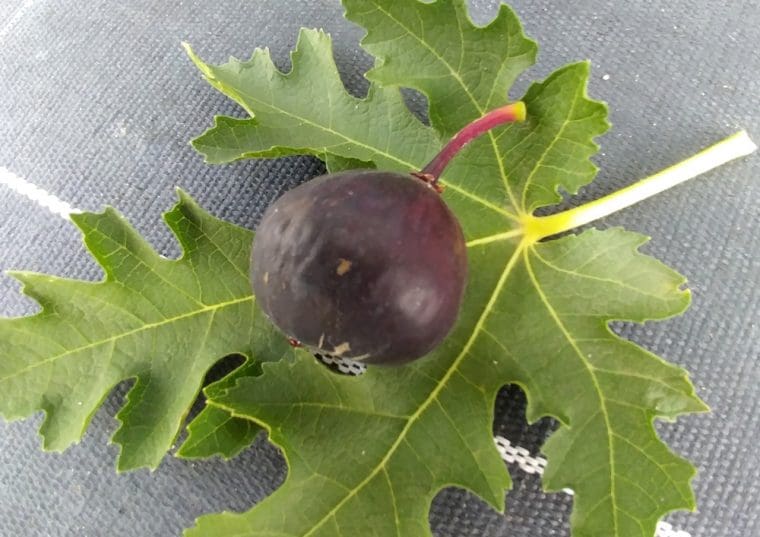 ficus-icecrystal-21-8-23