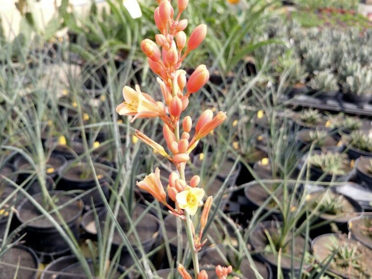 hesperaloe-clair-2