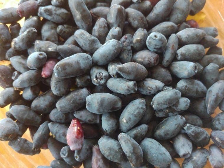 lonicera-tomishka-fruit