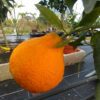 Shiranui orange sur une branche